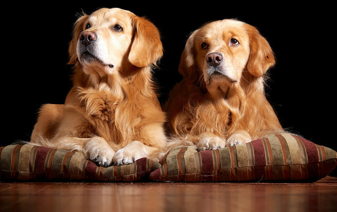 make home pet friendly